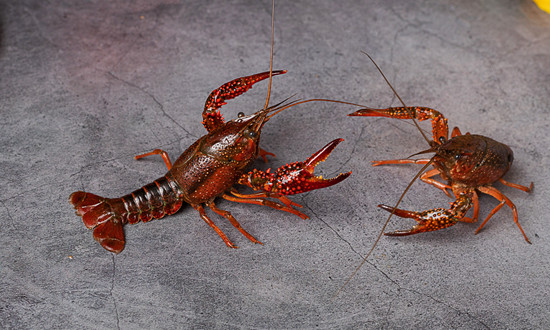 2024年中國小龍蝦養殖市場驅動因素、小龍蝦養殖主要細分市場及行業未來發展投資前景趨勢